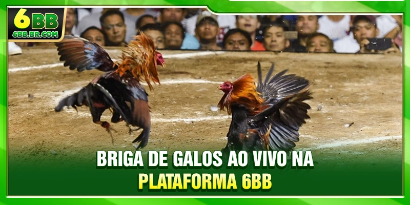Briga de galos ao vivo na plataforma 6BB